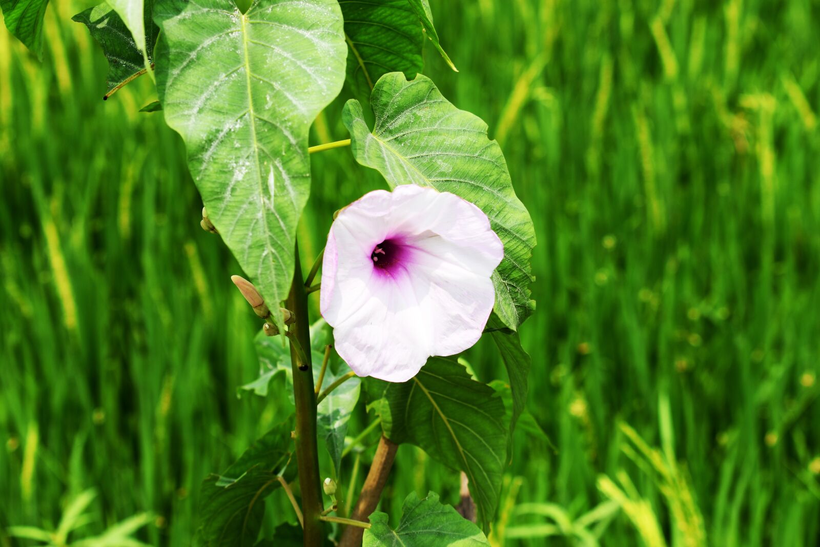 Nikon D3400 sample photo. Flora, nature, leaf photography