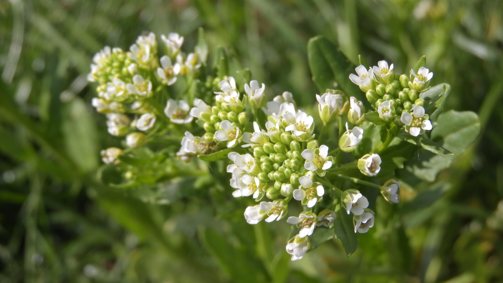 Nikon Coolpix P610 sample photo. Thlaspi arvense, flower, white photography