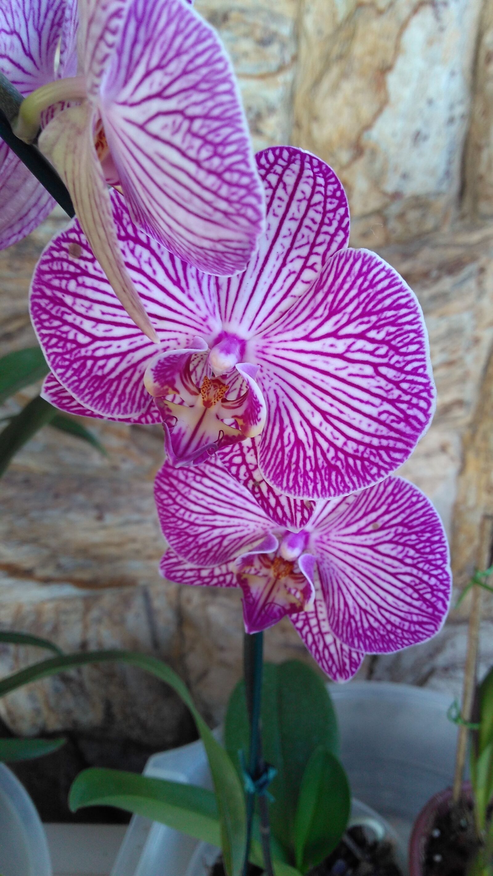 Motorola Moto G Play sample photo. Orchid, flower, rosa photography