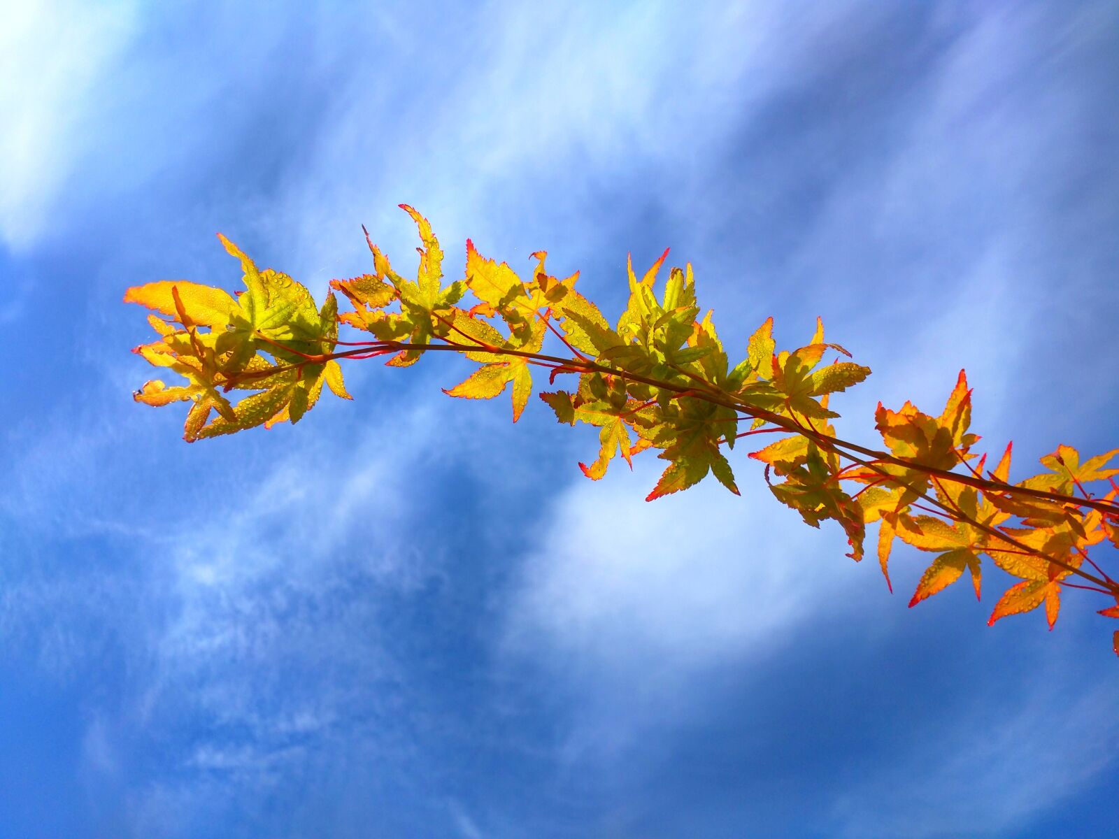 Motorola Nexus 6 sample photo. Acertree, acer, tree photography