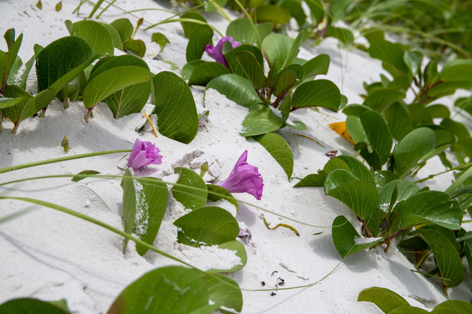 Canon EF 24-70mm F4L IS USM sample photo. Arraial do cabo, brazilwood photography