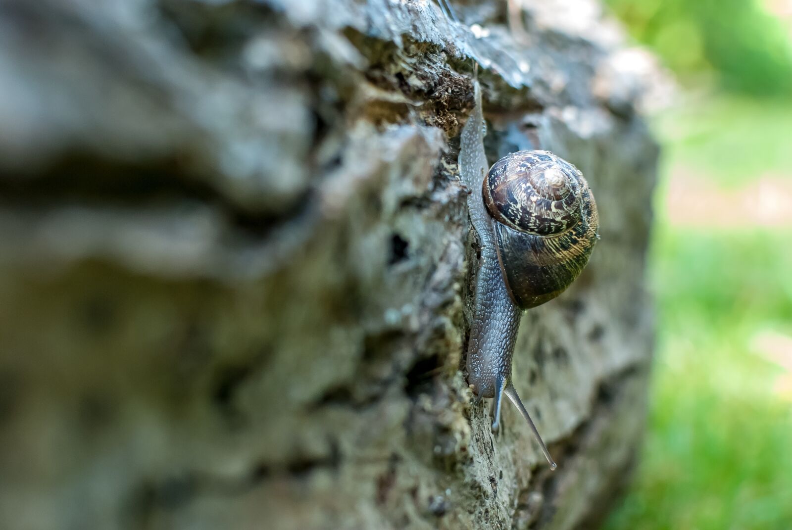 Nikon D80 sample photo. Snail, gastropod, nature photography