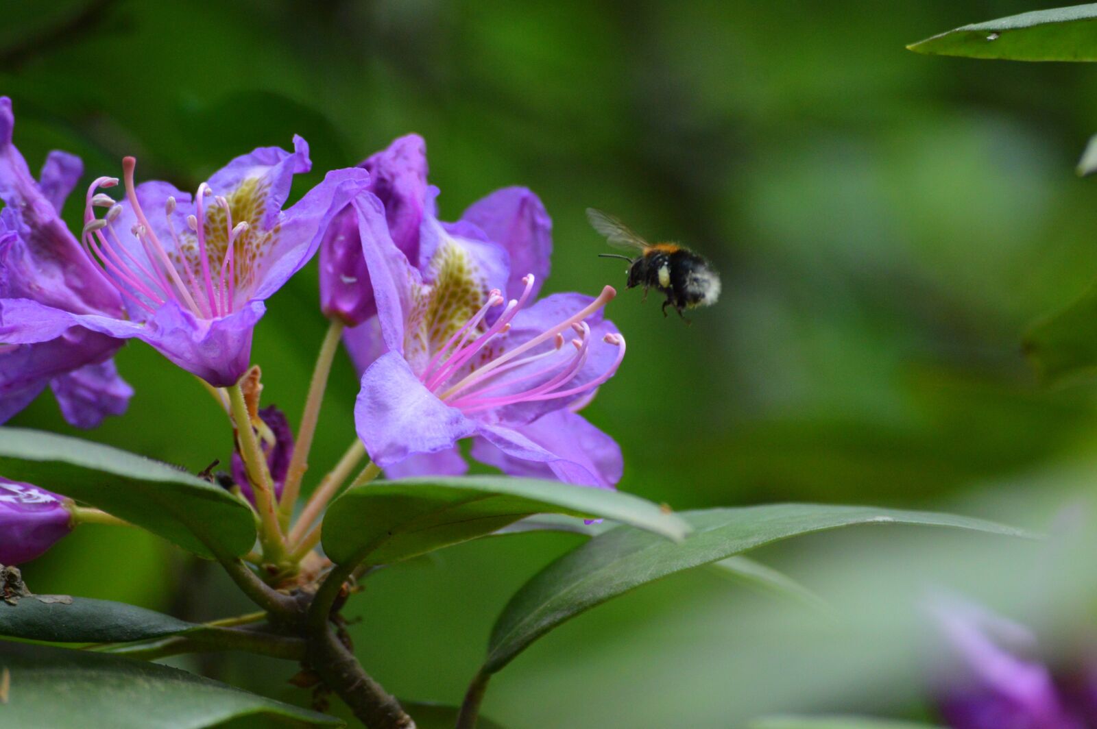 Nikon D3200 sample photo. Flower, pink, garden photography