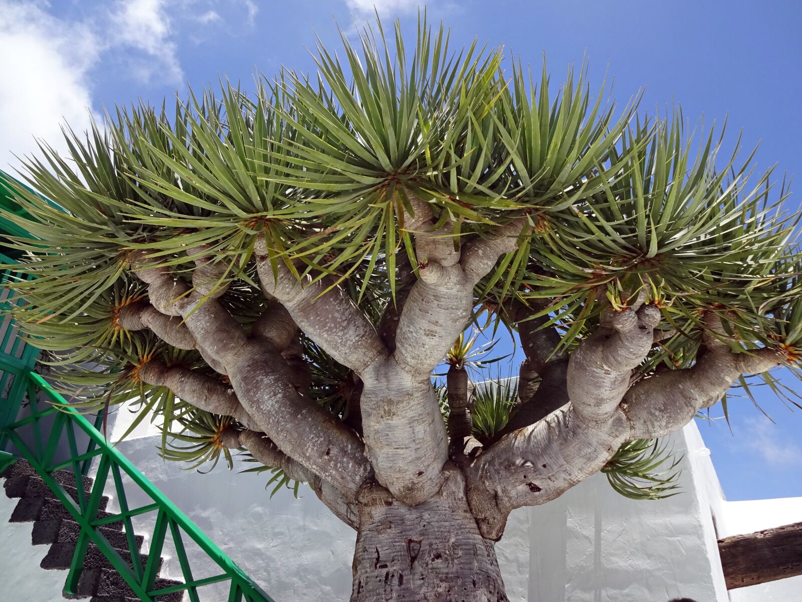 Sony Cyber-shot DSC-WX220 sample photo. Canary, dracaena draco, drago photography