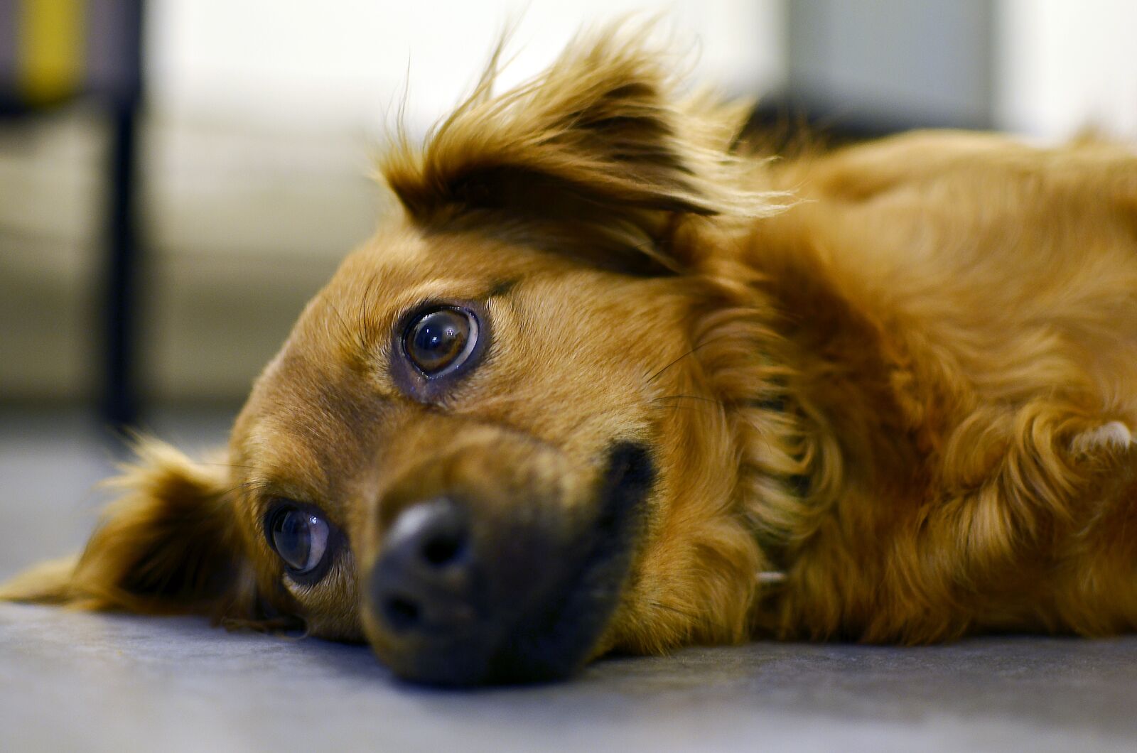 Nikon D7000 sample photo. Dog, cute, animal photography
