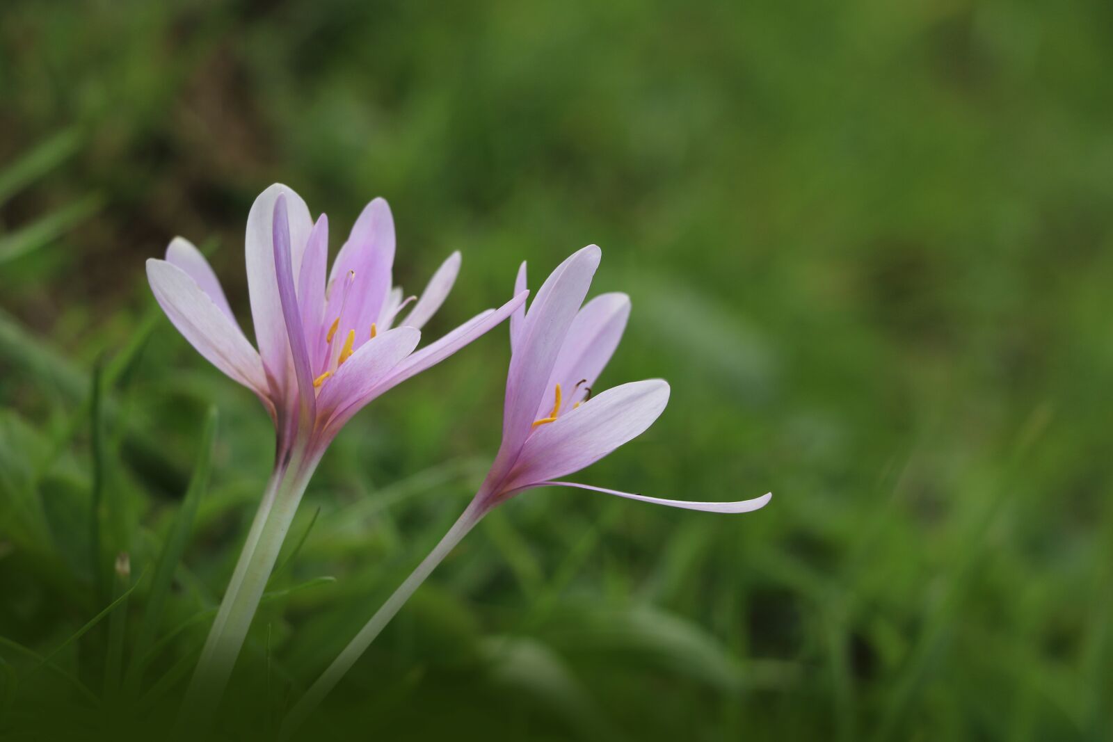 Canon EOS 750D (EOS Rebel T6i / EOS Kiss X8i) + Canon EF-S 18-135mm F3.5-5.6 IS STM sample photo. Flowers, petals, grass photography