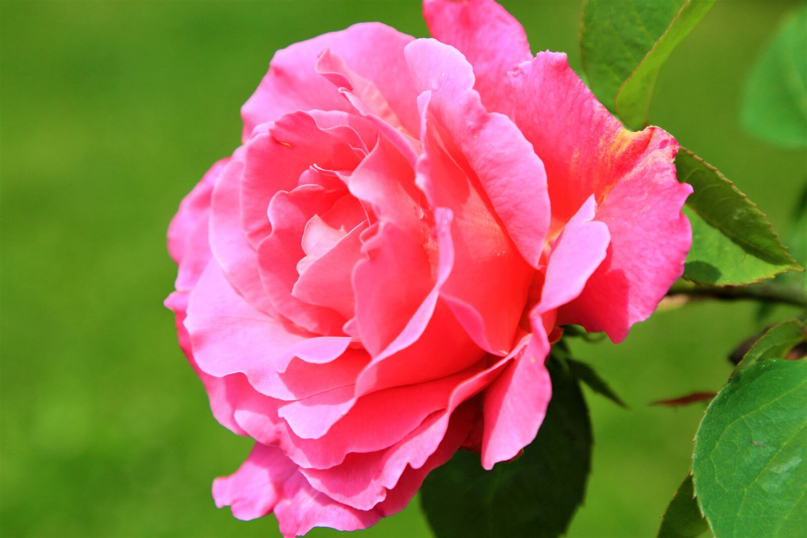 Canon EF 24-105mm F4L IS USM sample photo. Rose, spring, love photography