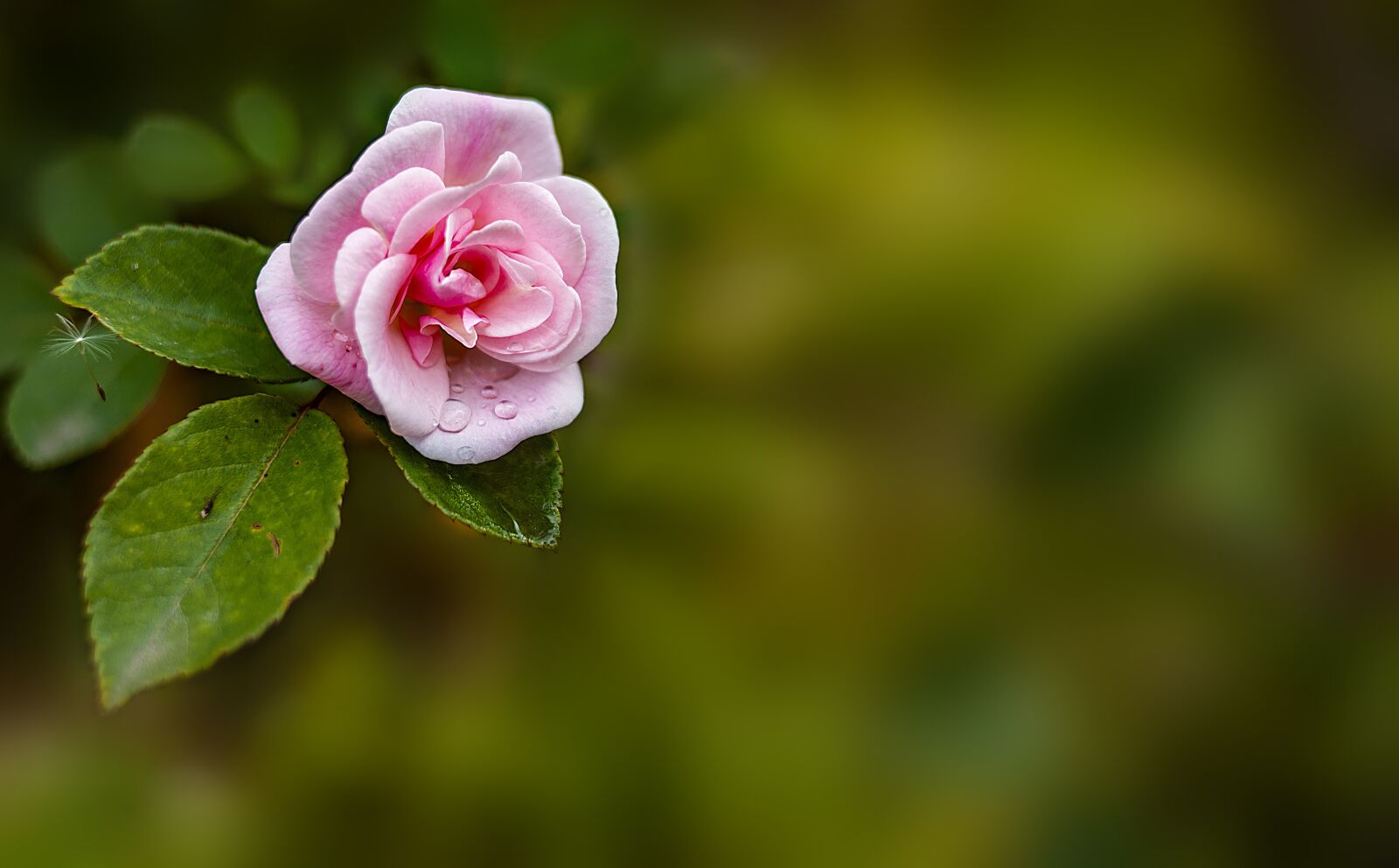 Nikon D600 sample photo. Rosa, flower, spring photography