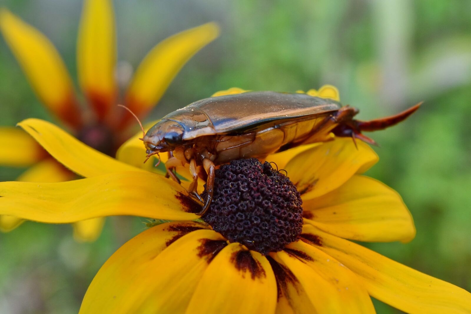 Nikon D5500 sample photo. Beetle, close-up, head, insect photography