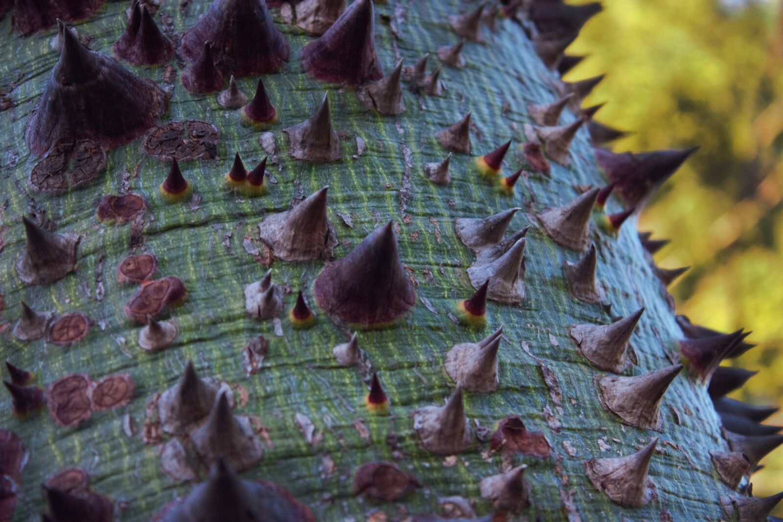 Canon EOS 600D (Rebel EOS T3i / EOS Kiss X5) sample photo. Pujas, thorns, stakes photography