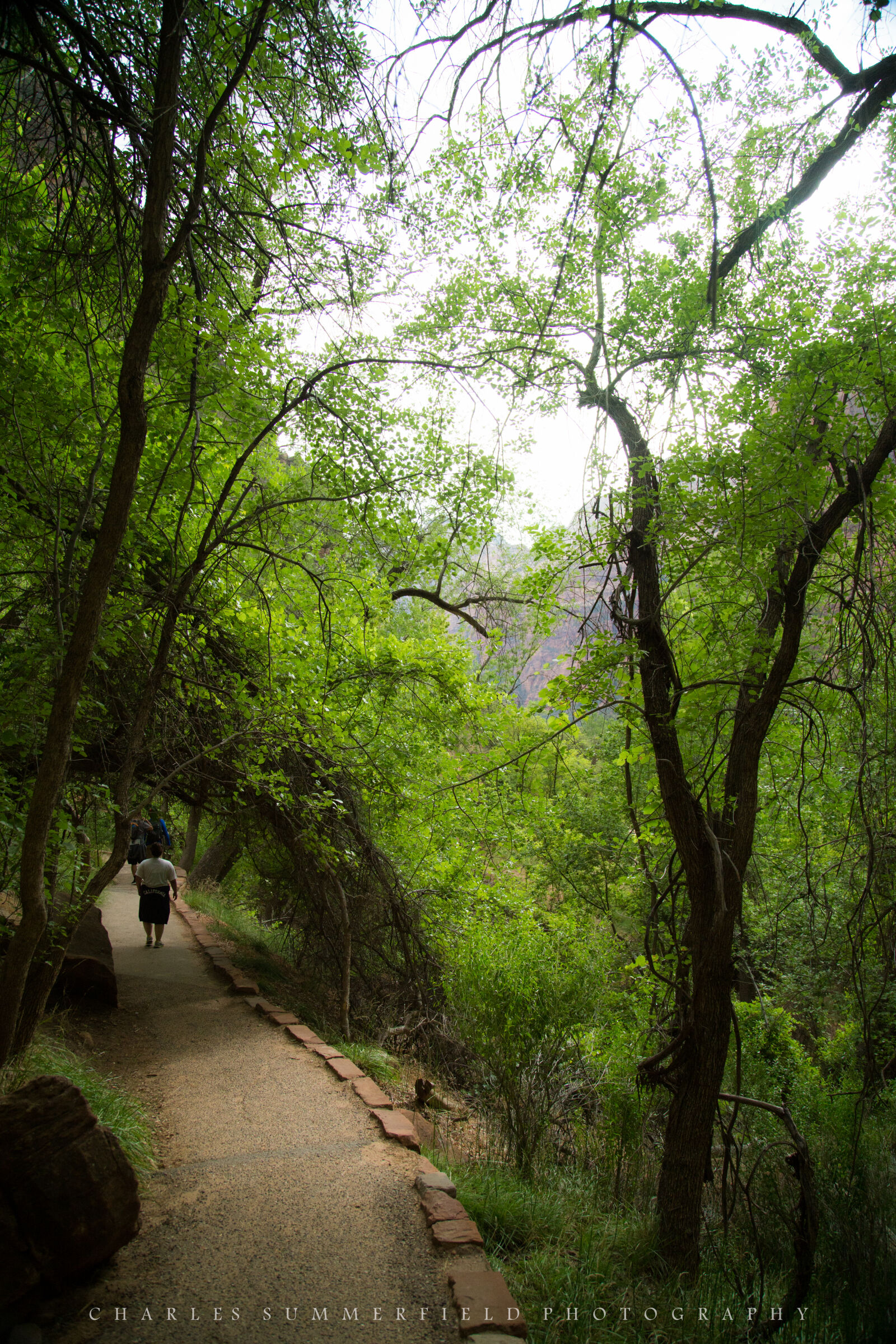 Canon EF 24-105mm F4L IS USM sample photo. Mountains, road, trees, yosemite photography
