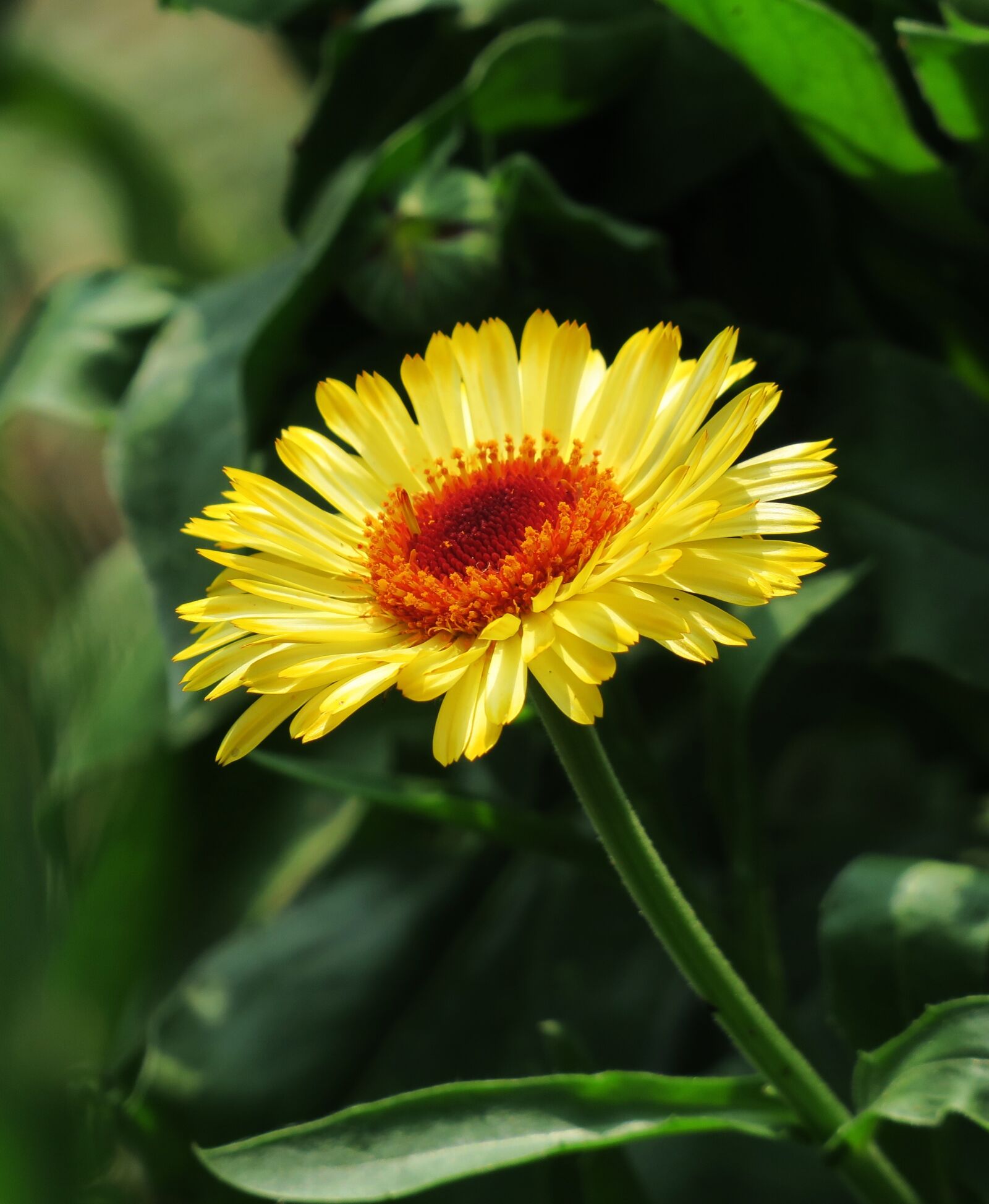 Canon PowerShot G3 X sample photo. Plant, nature, flower photography