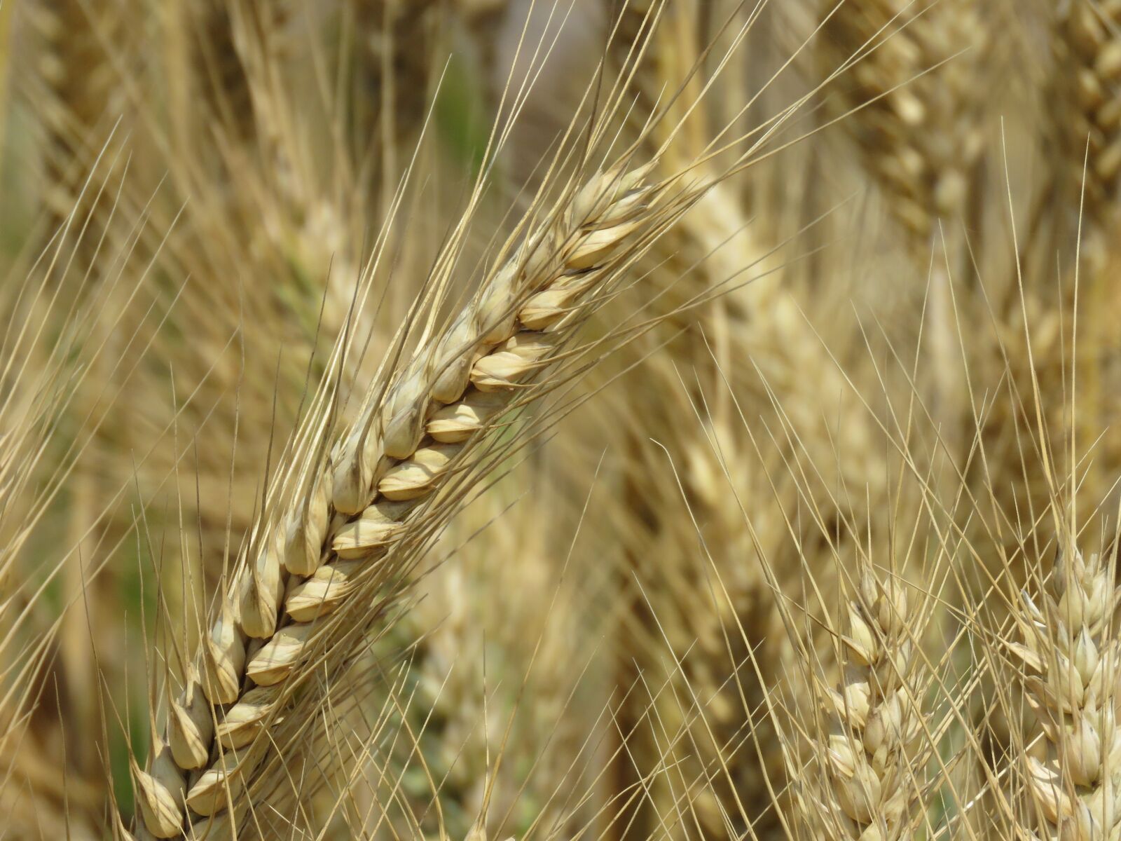 Canon PowerShot SX60 HS sample photo. Wheat, nature, field photography