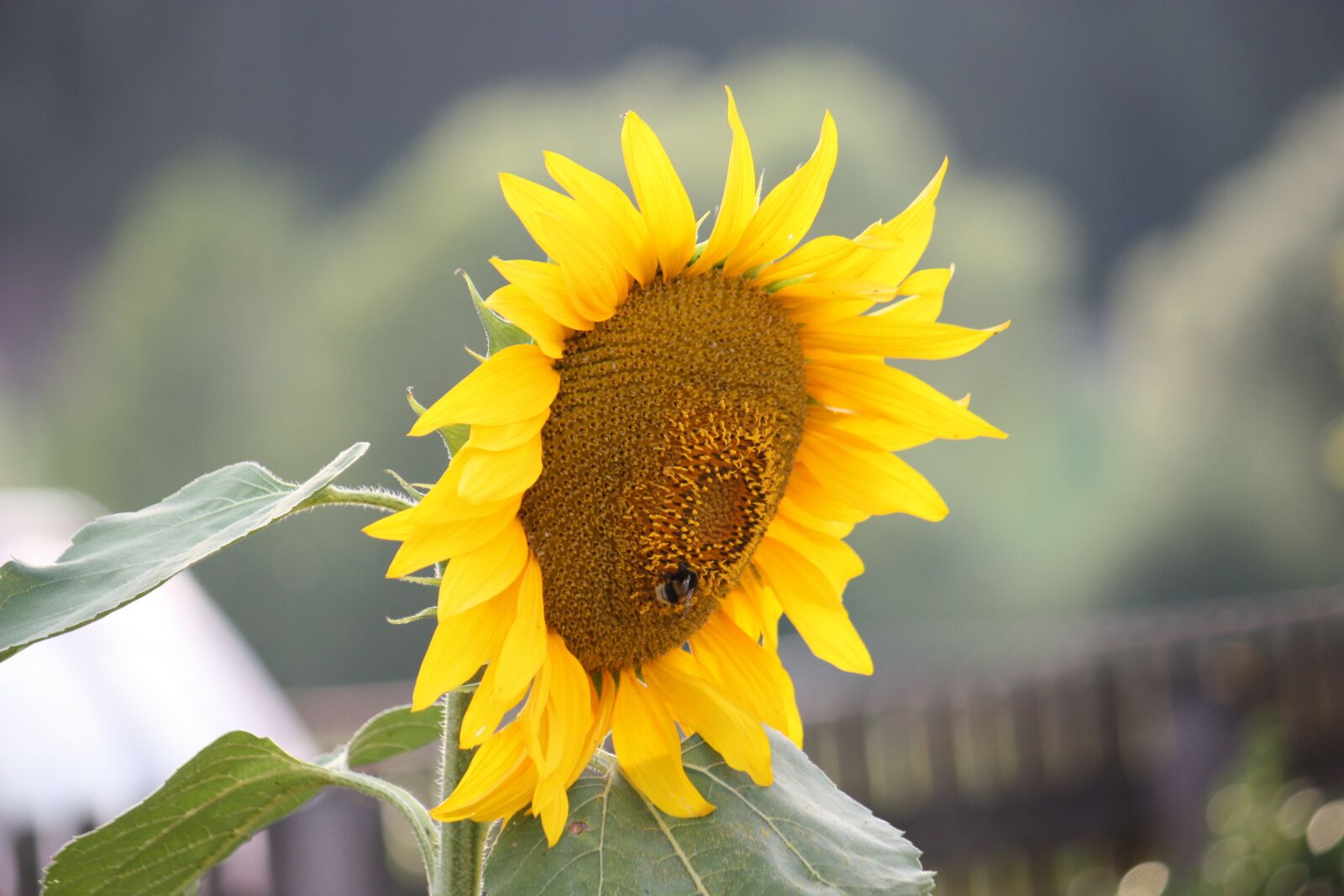 Canon EOS 450D (EOS Rebel XSi / EOS Kiss X2) sample photo. Sunflower, summer, nature photography