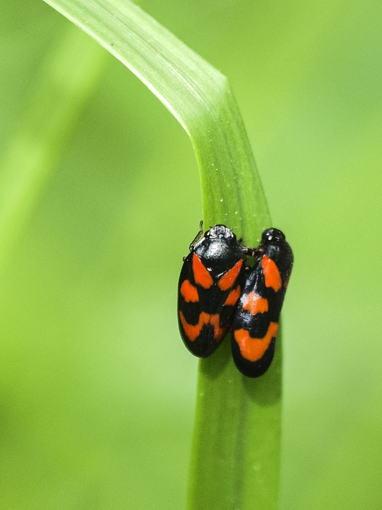 Olympus E-3 sample photo. Cicada, froghopper, insect photography