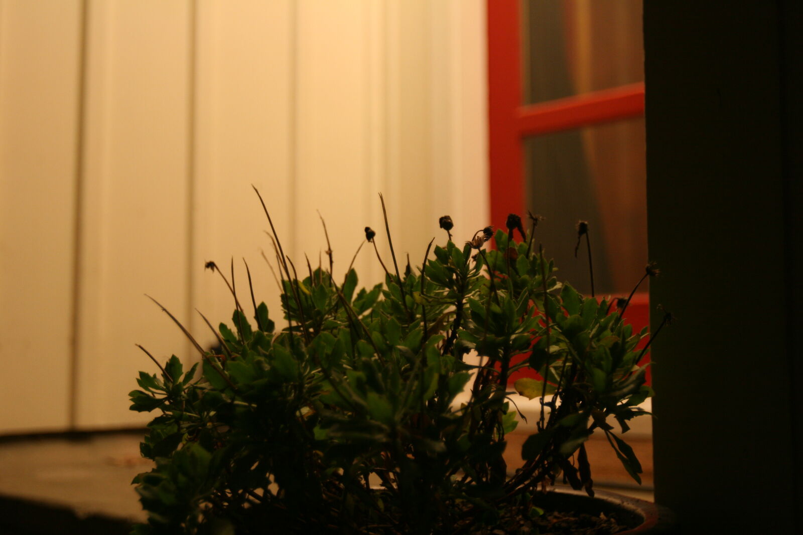 Canon EOS 20D sample photo. Door, home, leaves, night photography