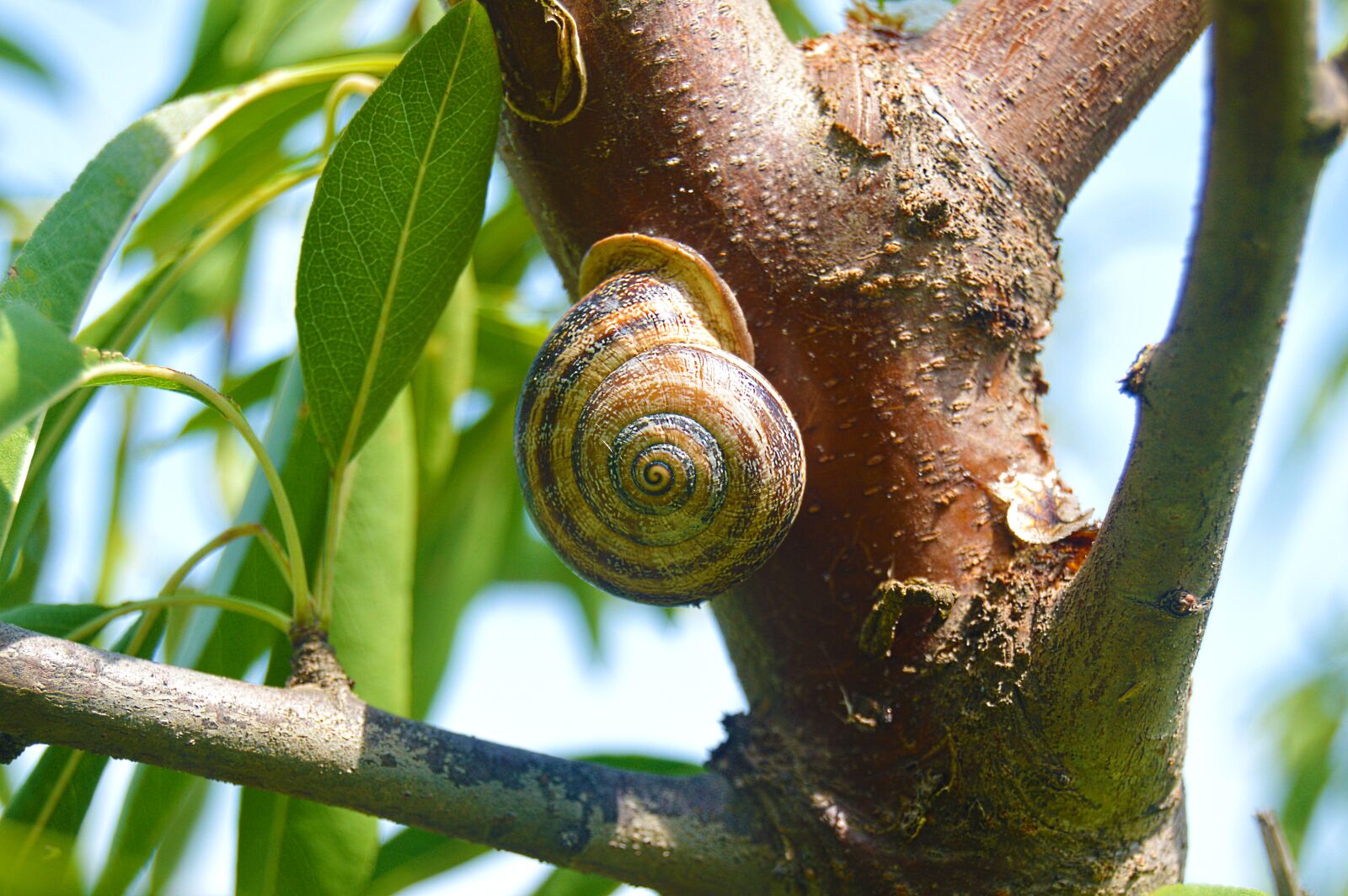 Nikon D3200 sample photo. Snail, animal, geometry photography