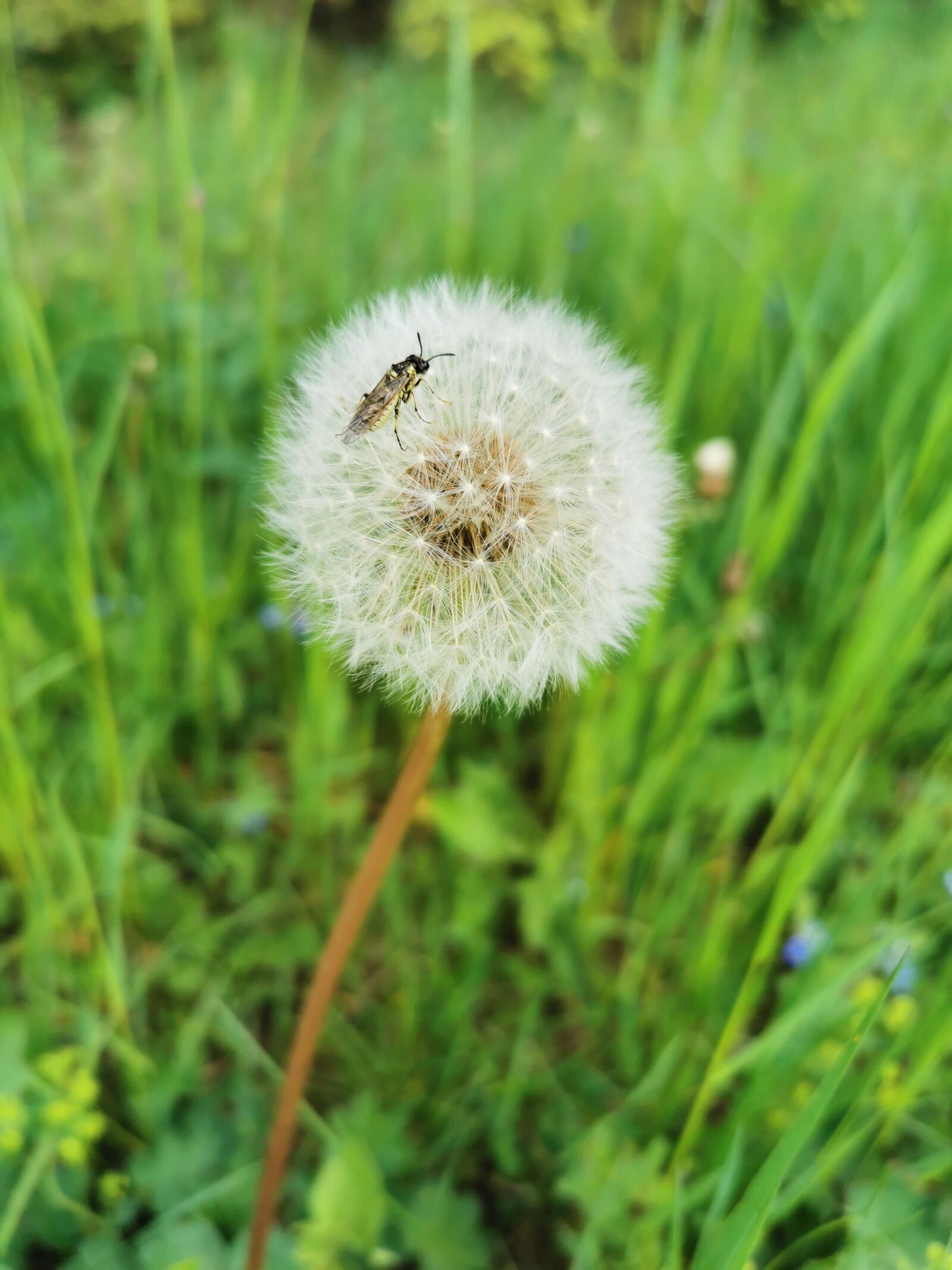 HUAWEI P30 sample photo. Dandelion, flower, insect photography
