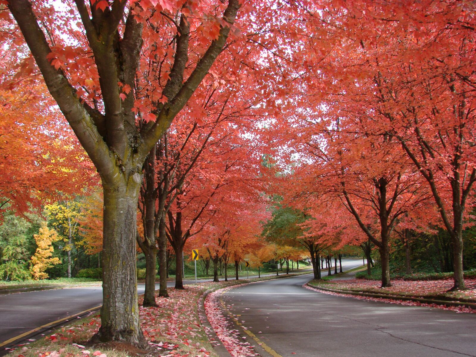 Sony DSC-H5 sample photo. Autumn, fall trees, scenic photography