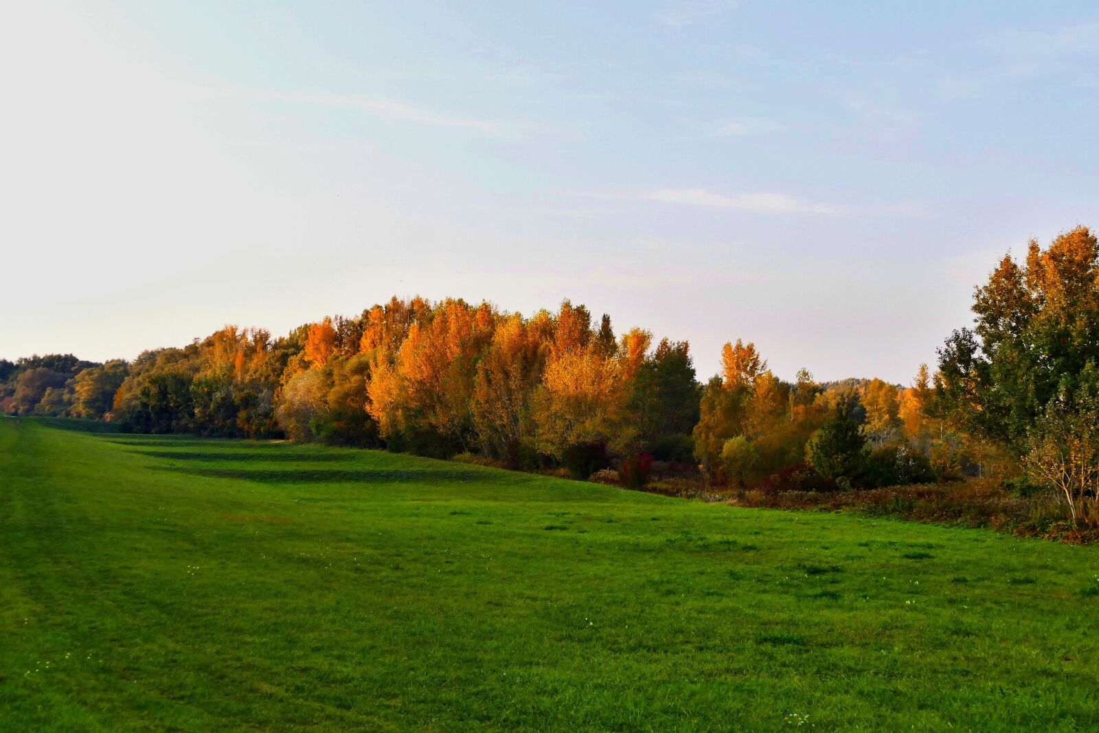 Panasonic Lumix DMC-FZ1000 sample photo. Meadow, forest, nature photography