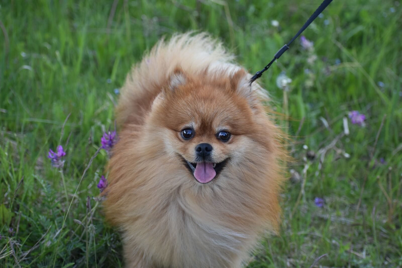 Nikon D3400 sample photo. Dog, spitz, pet photography