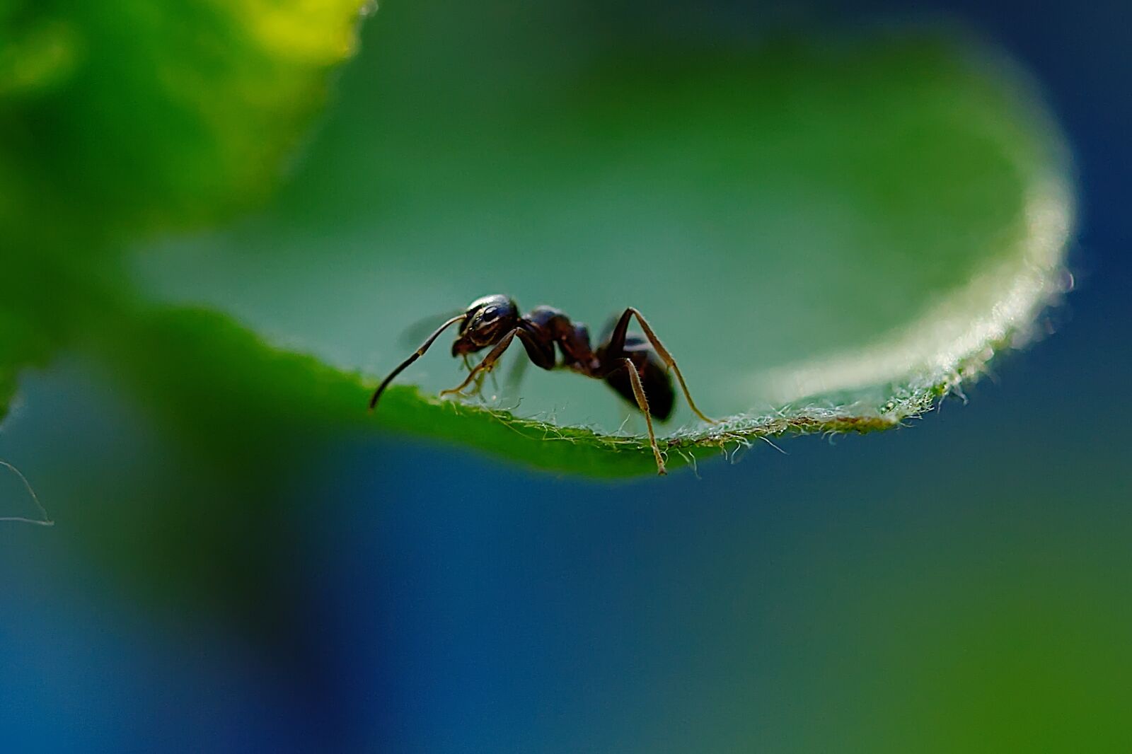 Canon EF-S 60mm F2.8 Macro USM sample photo. Ant, insect, nature photography