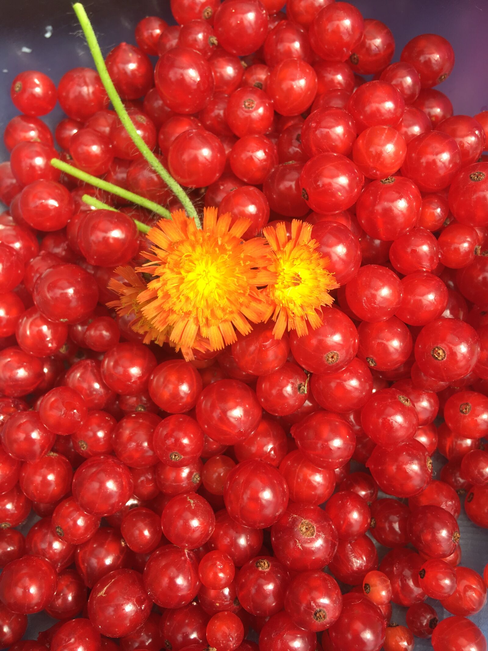 Apple iPhone SE sample photo. Currants, flower, fruit photography
