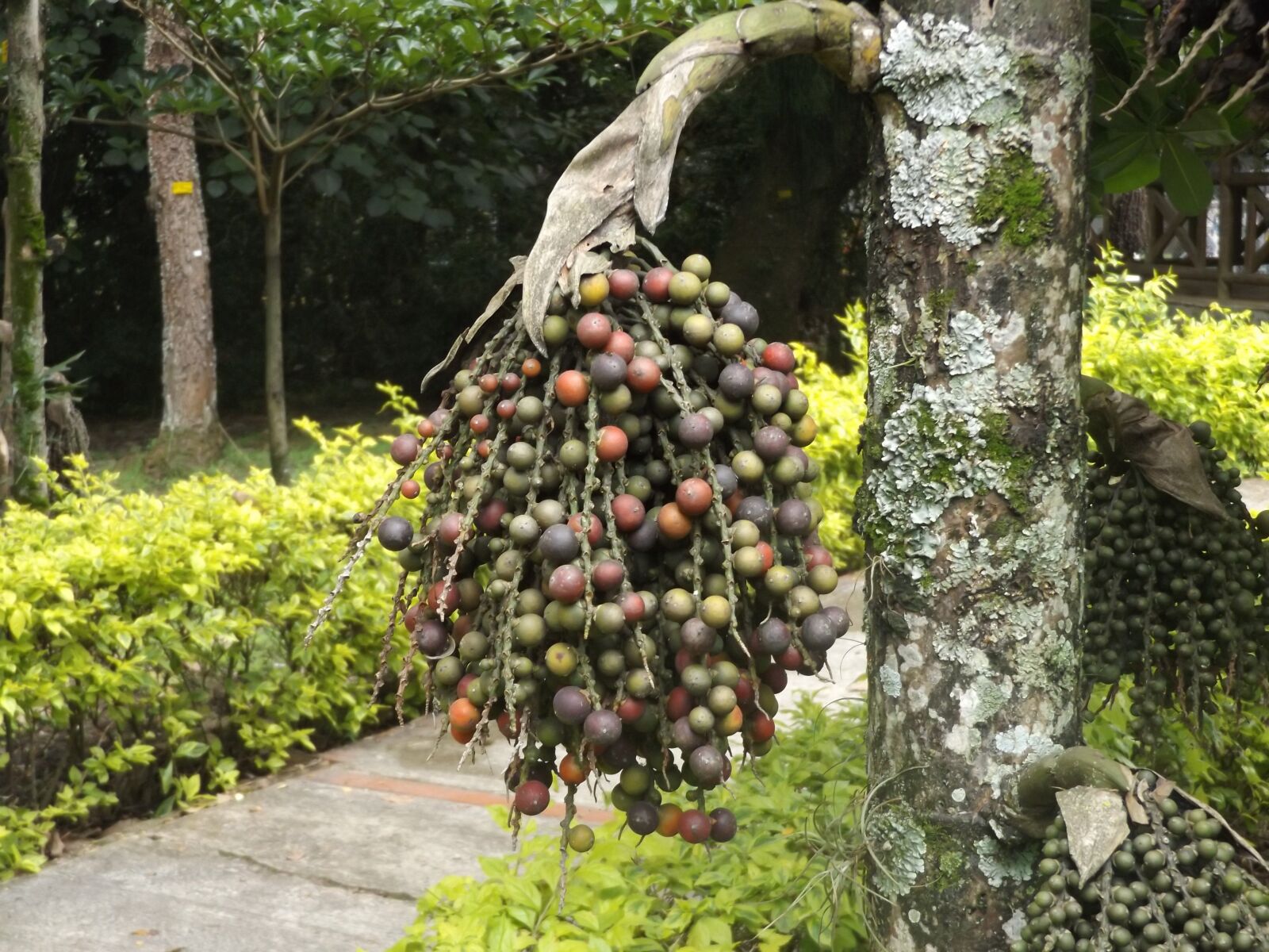 Fujifilm FinePix S8600 sample photo. Fruit, flowers, tree photography
