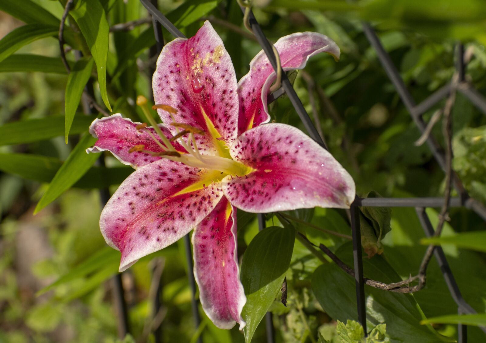 Nikon D500 sample photo. Flower, lilly, pink photography