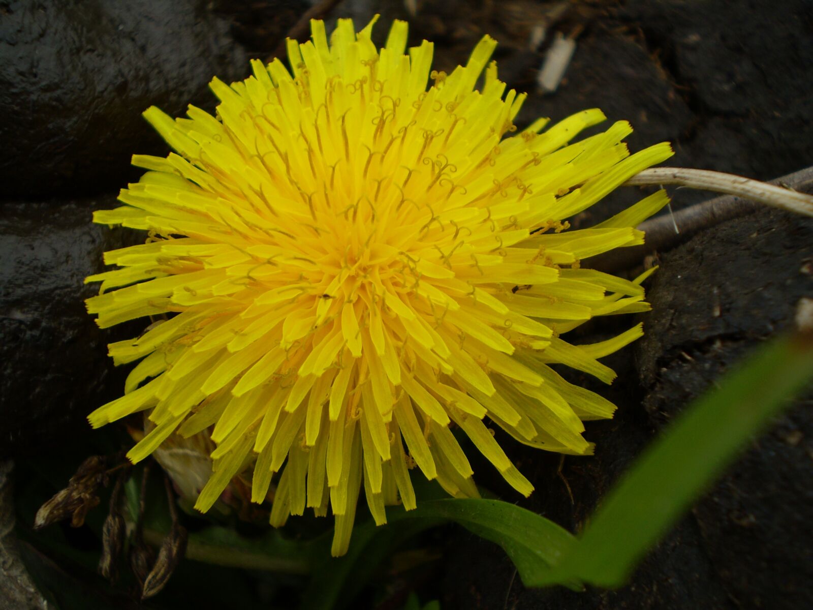 Olympus FE210,X775 sample photo. Dandelion, yellow flower, wild photography