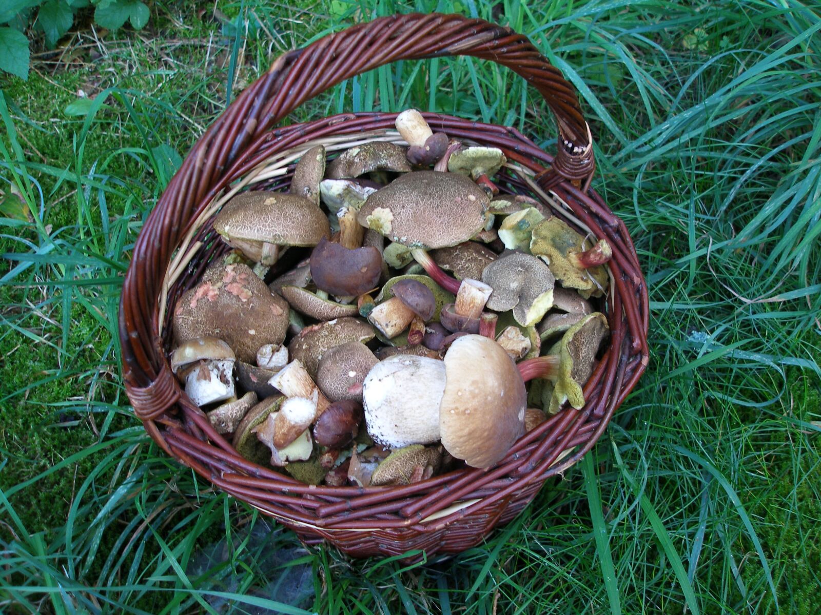 Olympus SP350 sample photo. Mushrooms, forest, basket of photography