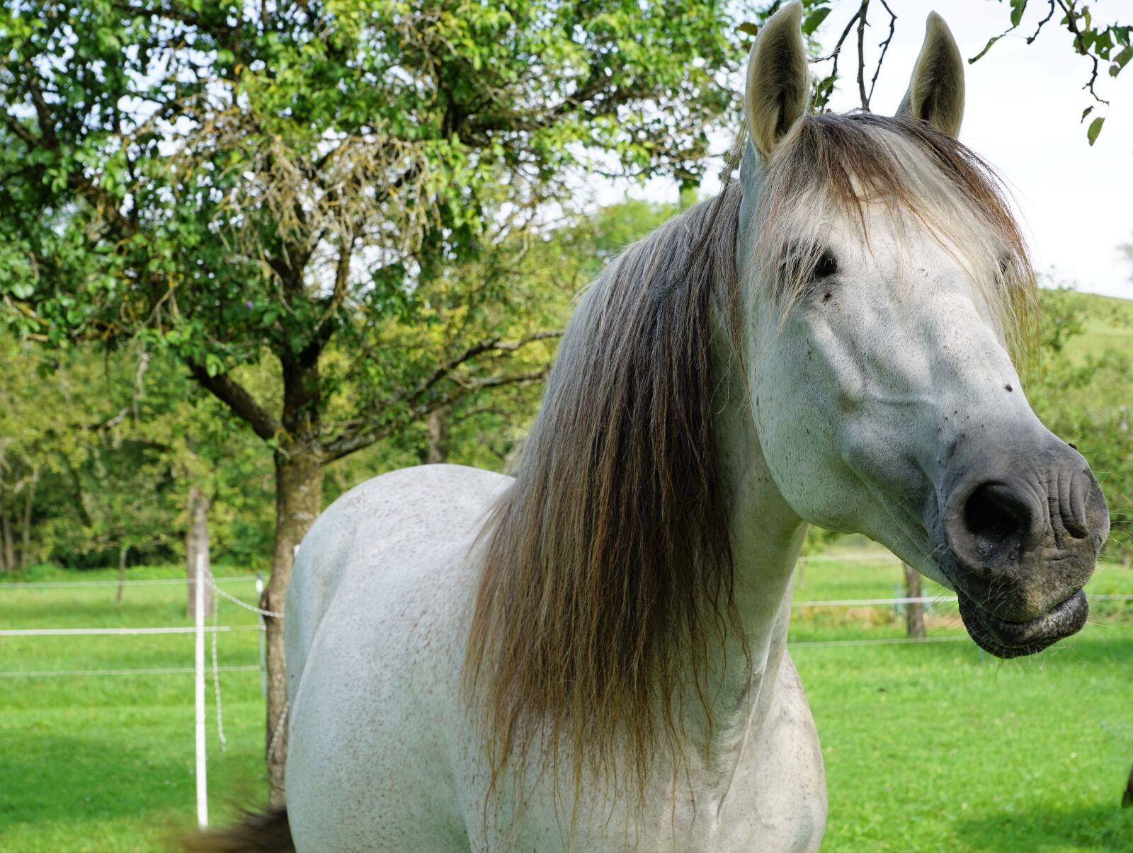 Sony ILCA-77M2 + Sony DT 16-50mm F2.8 SSM sample photo. Horse, nature, pasture photography