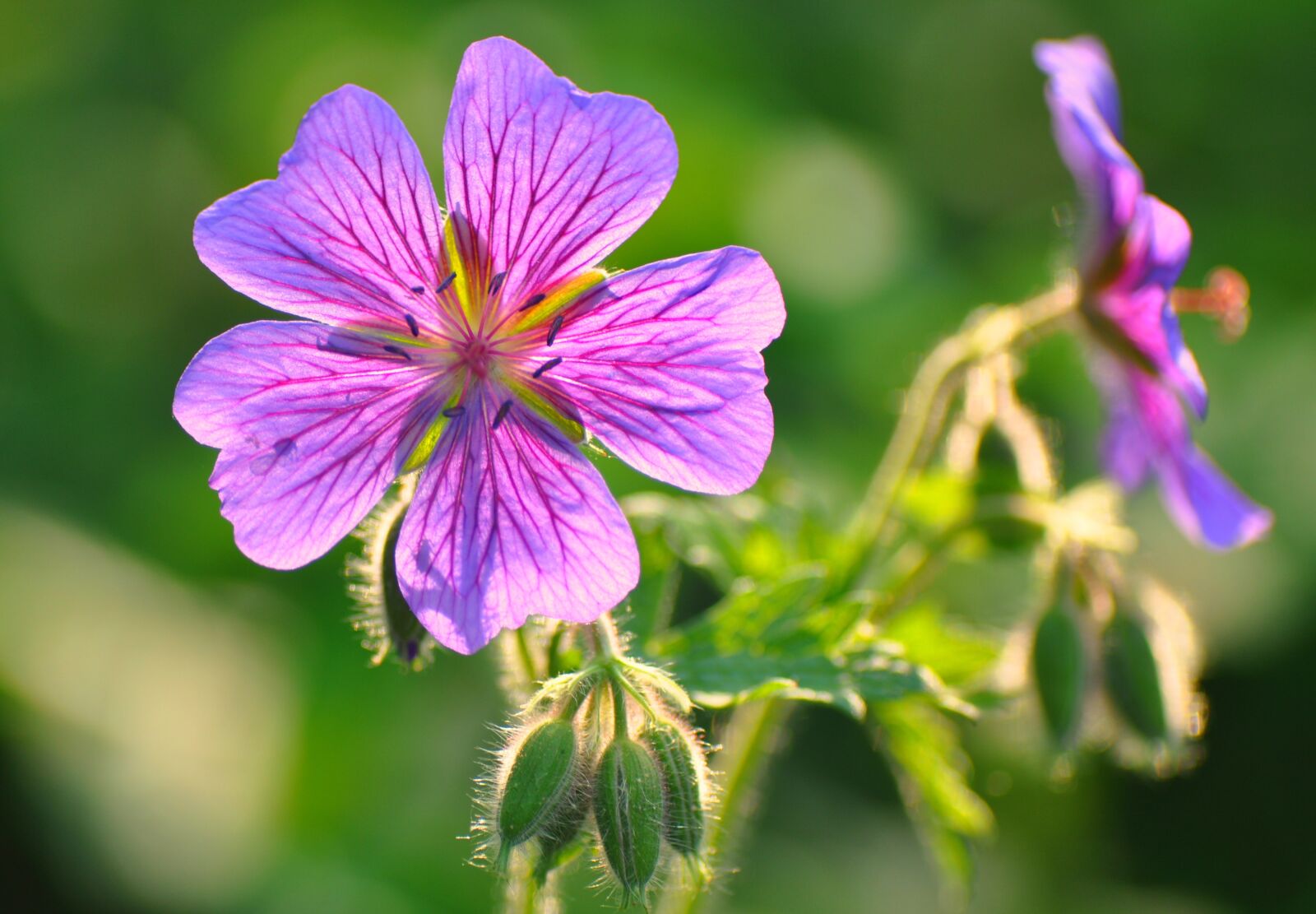 Nikon D90 sample photo. Bloody geranium, geranium sanguineumflower photography