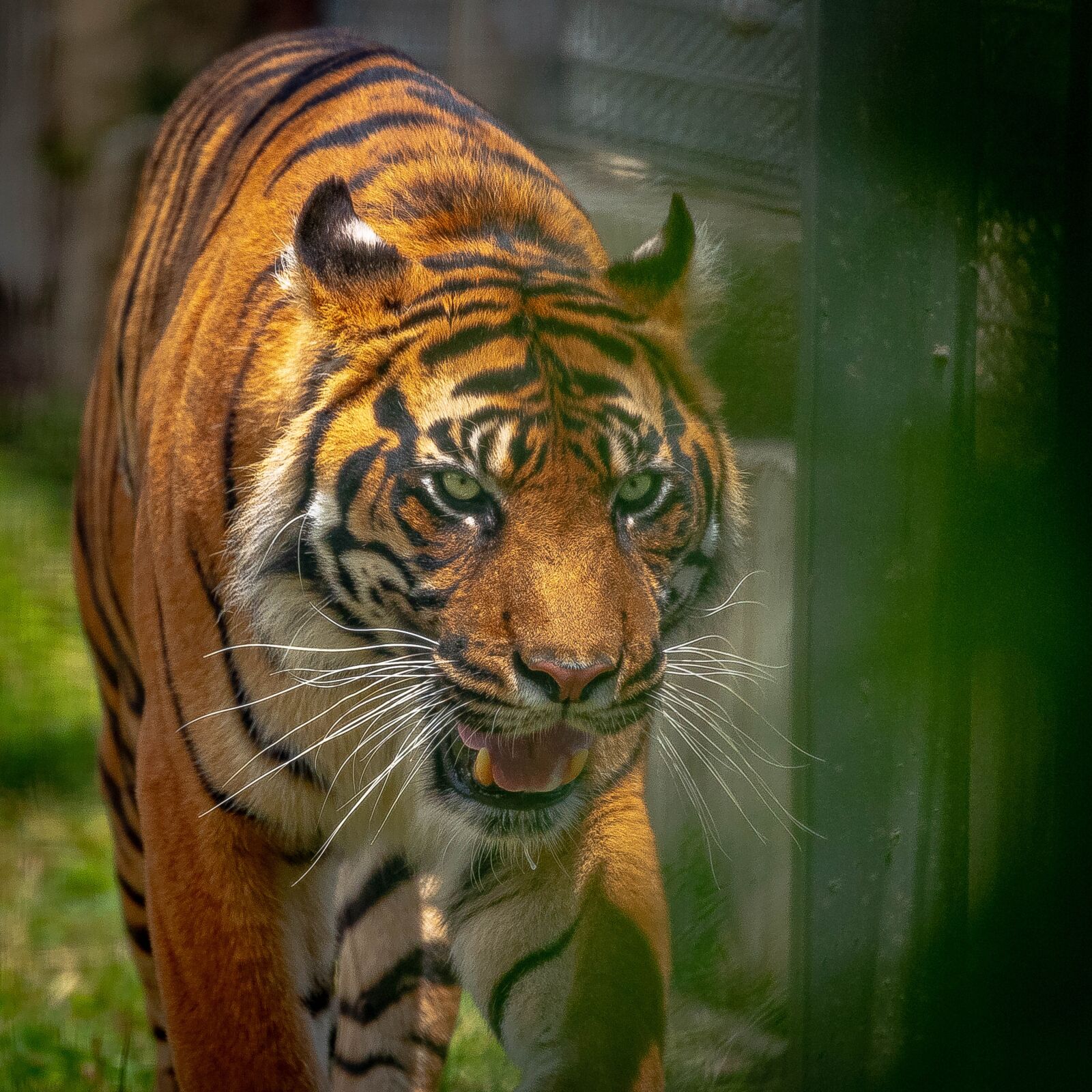 Nikon D750 sample photo. Tigre, tiger, animal photography