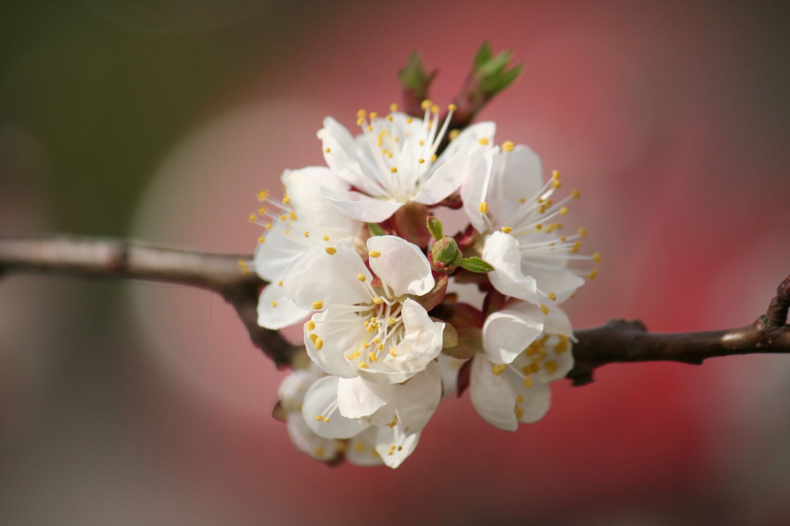 Canon EOS 350D (EOS Digital Rebel XT / EOS Kiss Digital N) sample photo. White, ladybug, cherry photography