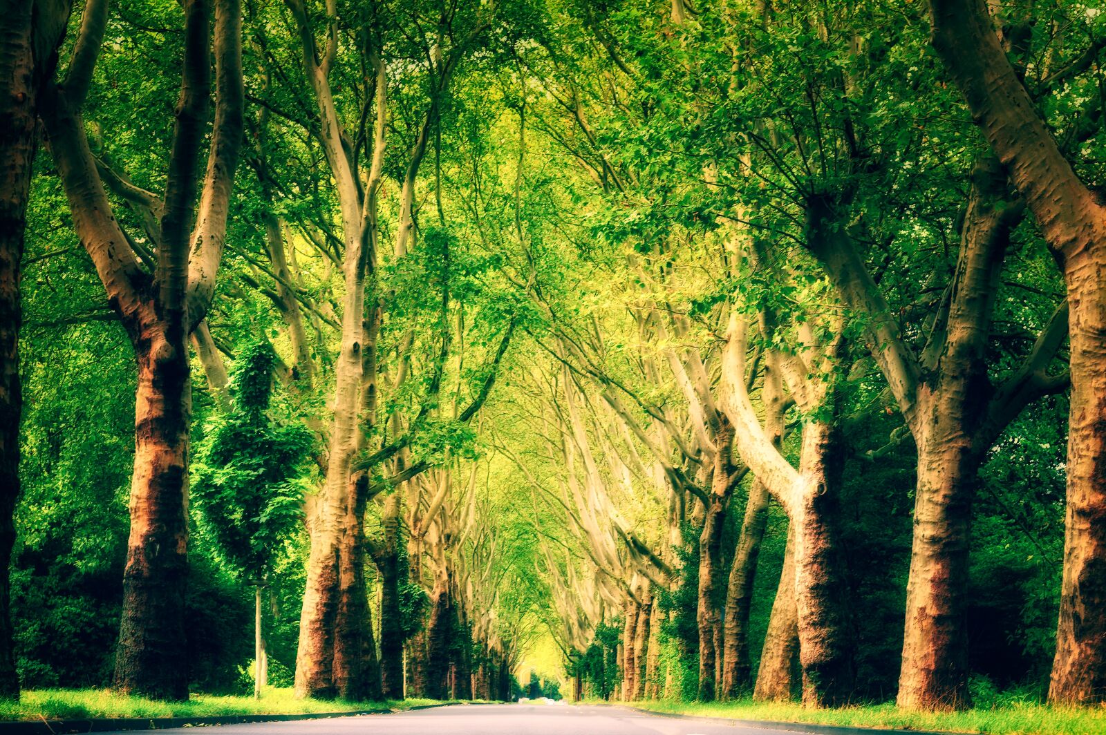 Nikon Z6 sample photo. Avenue, mystical, magic photography