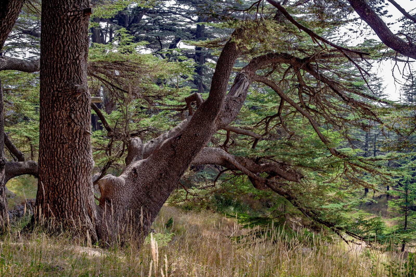 Pentax K-1 Mark II sample photo. Tree, cedar, ancient photography