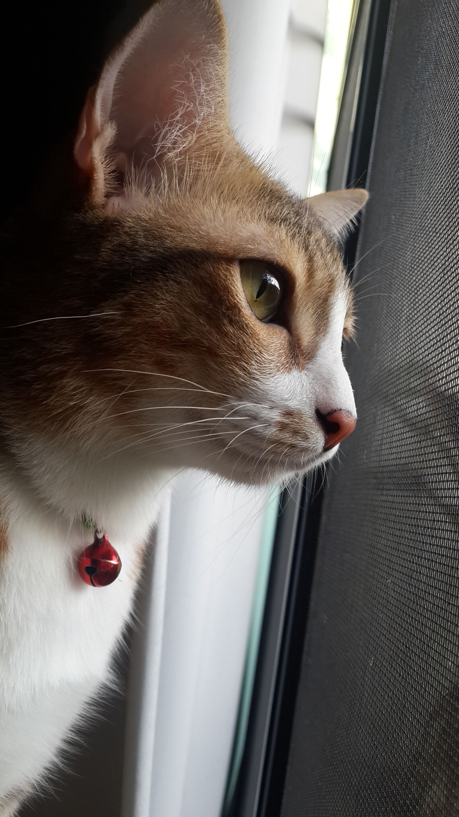 Samsung Galaxy S4 sample photo. Stripes salit, the cat photography
