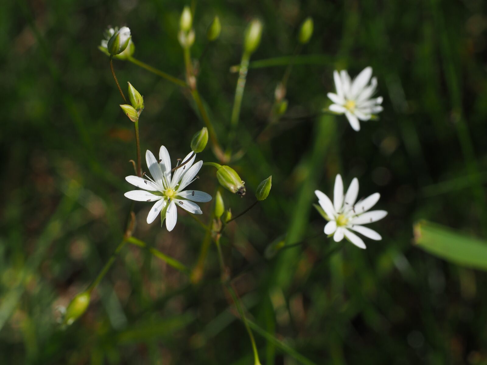 Olympus OM-D E-M1 + Olympus M.Zuiko Digital ED 12-40mm F2.8 Pro sample photo. Grass stitchwort, blossom, bloom photography
