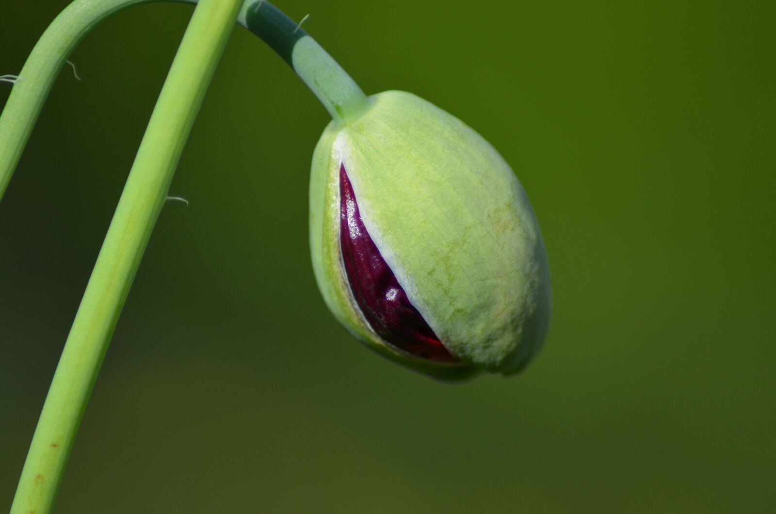 Nikon D5100 sample photo. Nature, poppy, bud photography