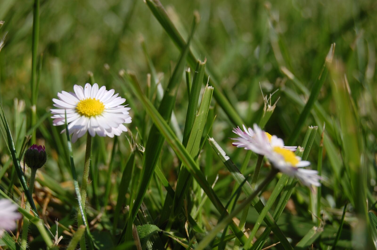 Nikon D40 sample photo. Daisy, grass, white photography