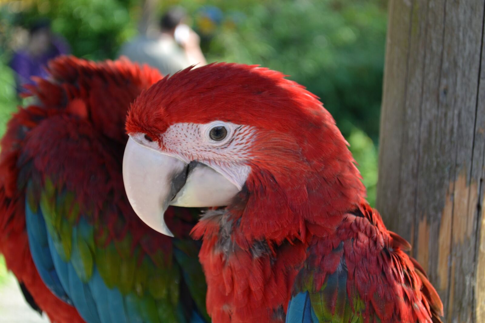 Nikon D3100 sample photo. Ara, parrot, bird photography