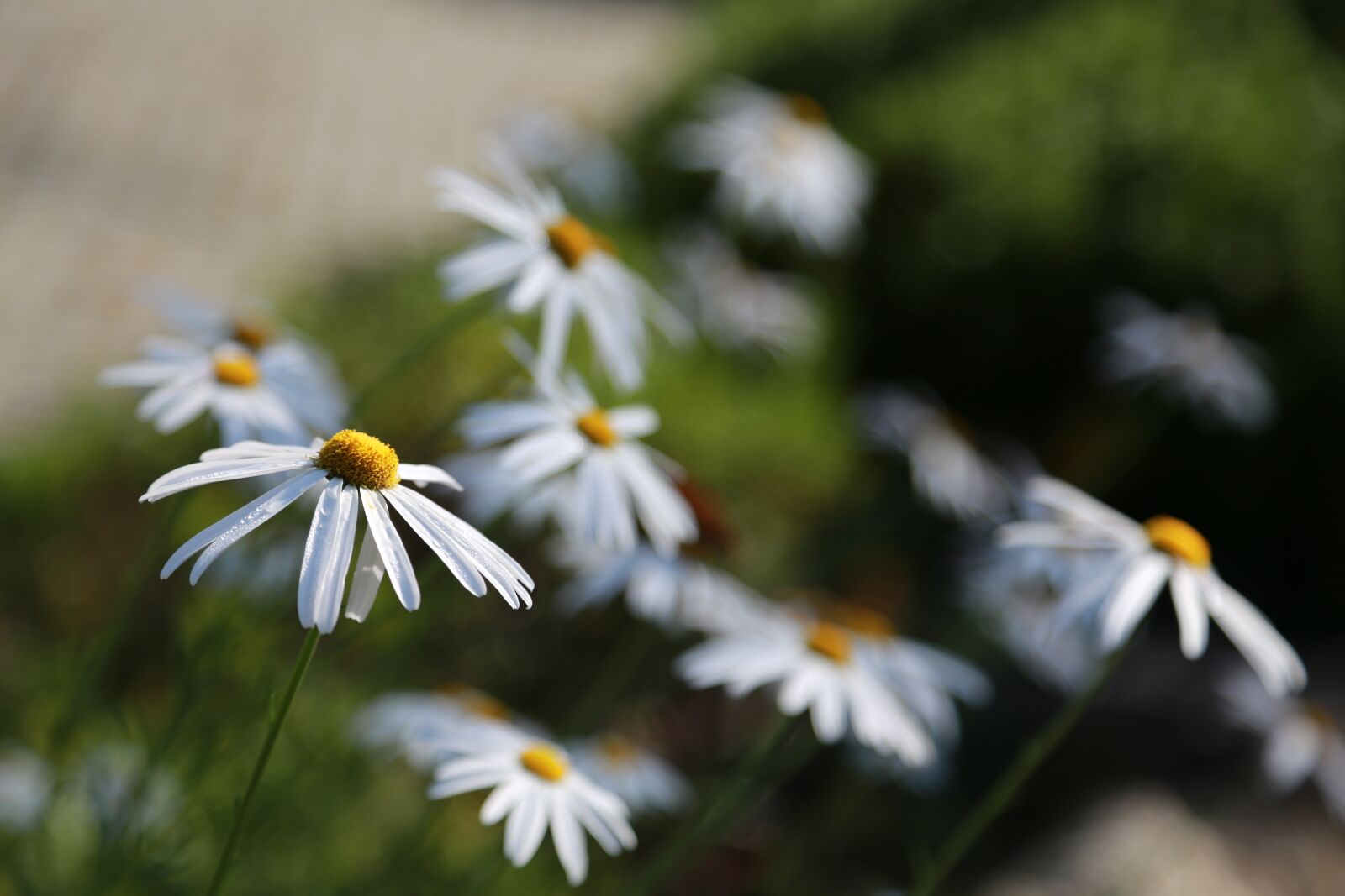Canon EOS 6D + Canon EF 24-105mm F4L IS USM sample photo. Chrysanthemum, flowers, gujeolcho photography