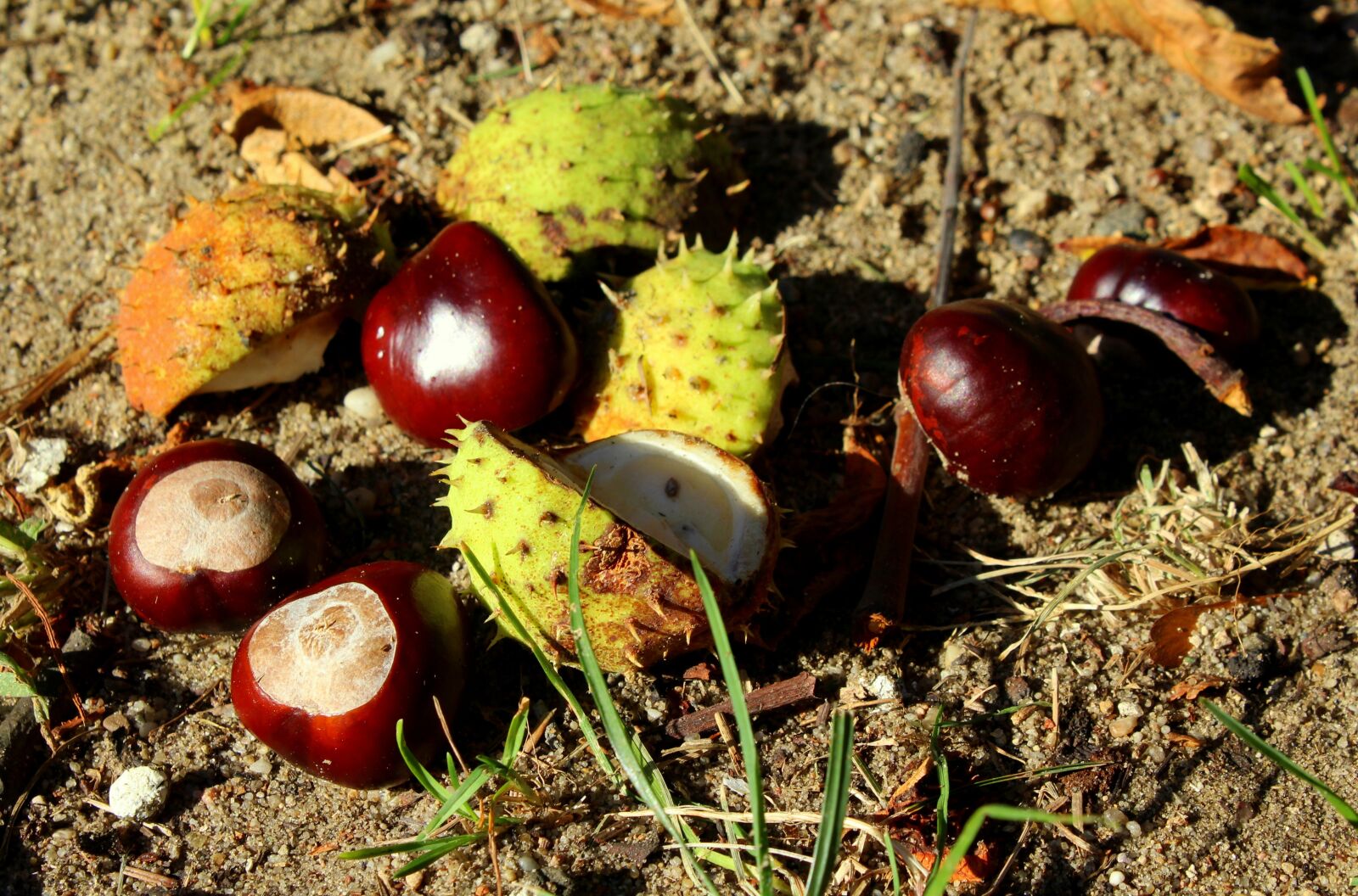 Canon EOS 1200D (EOS Rebel T5 / EOS Kiss X70 / EOS Hi) sample photo. Chestnuts, fall, horse chestnut photography