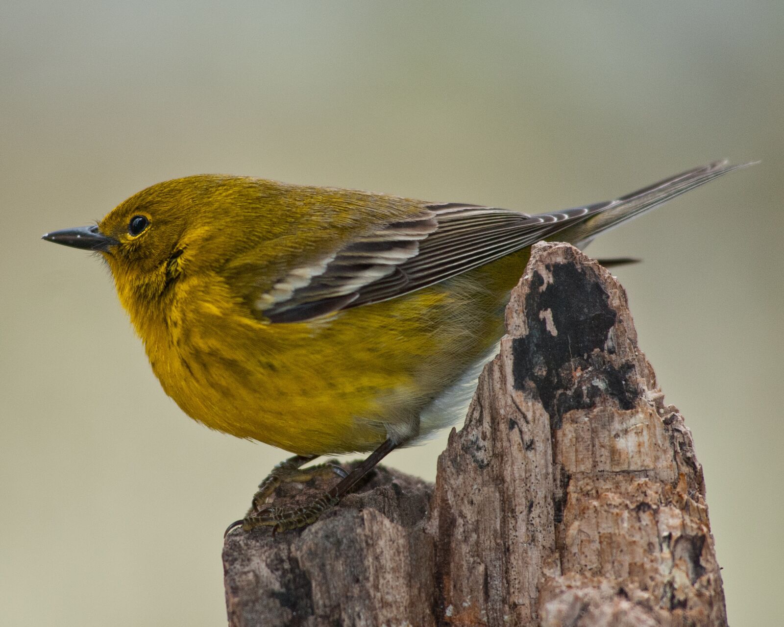 Nikon D80 sample photo. Pine warbler, warbler, bird photography