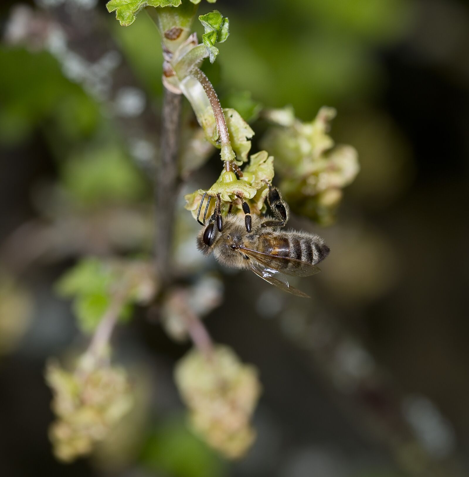 Nikon D500 sample photo. Nature, bees, pollination photography