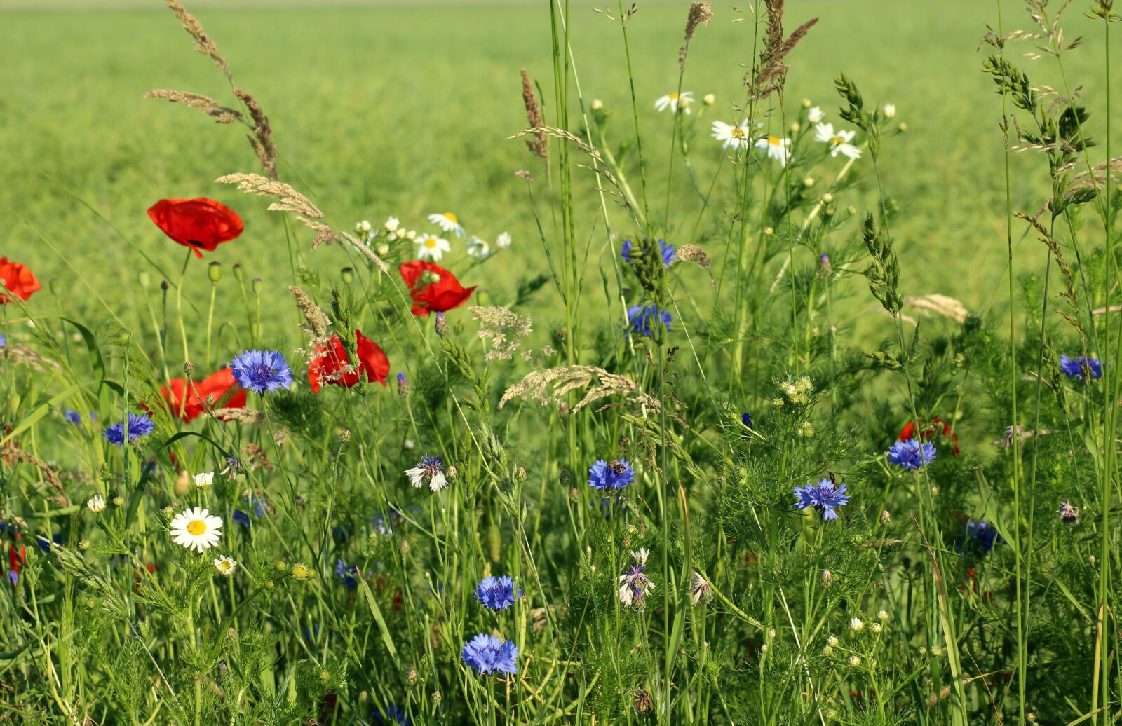 Canon EOS 1200D (EOS Rebel T5 / EOS Kiss X70 / EOS Hi) sample photo. Meadow, wildflowers, summer photography
