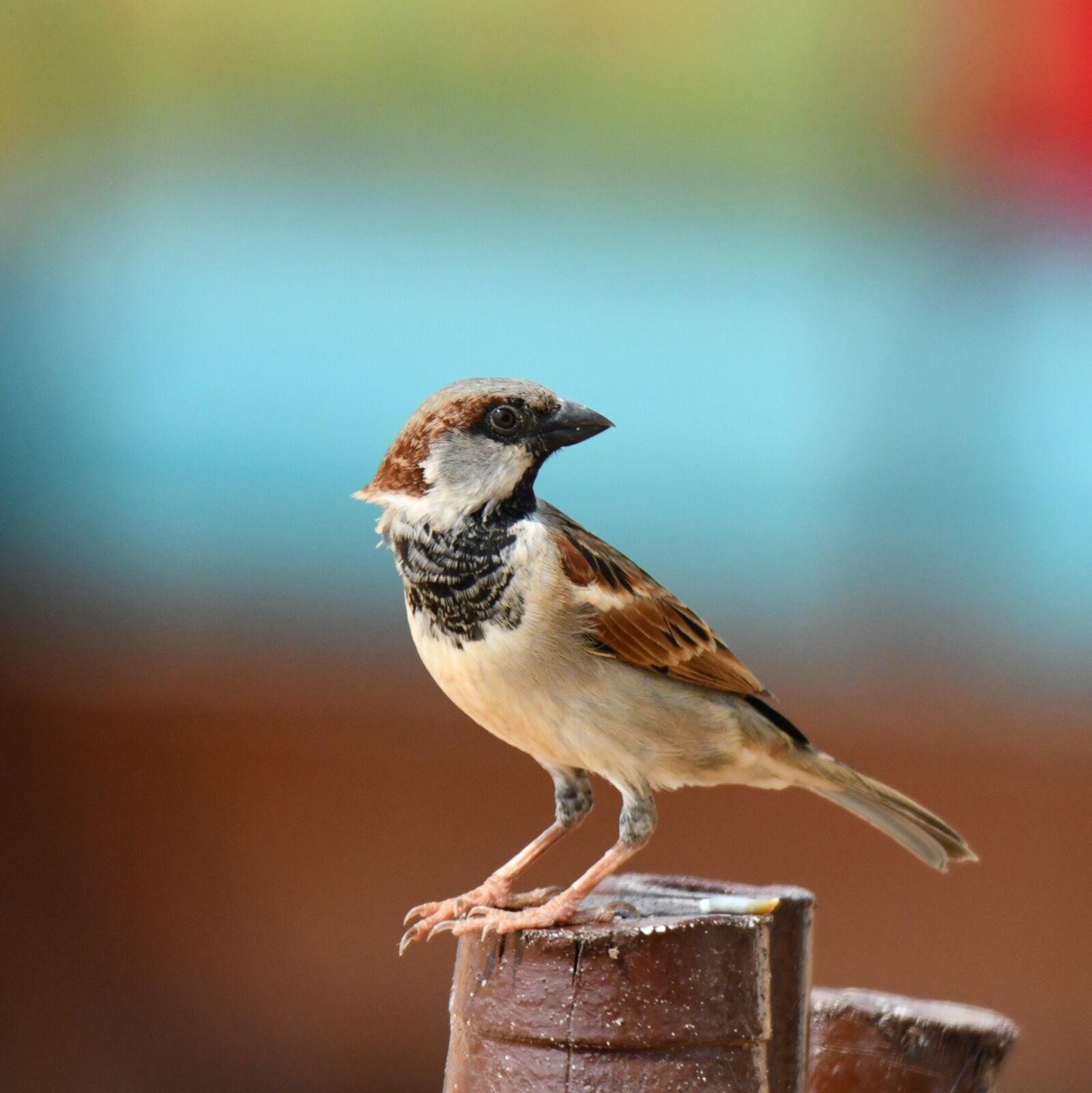 Nikon D850 sample photo. Bird, wildlife, animal photography