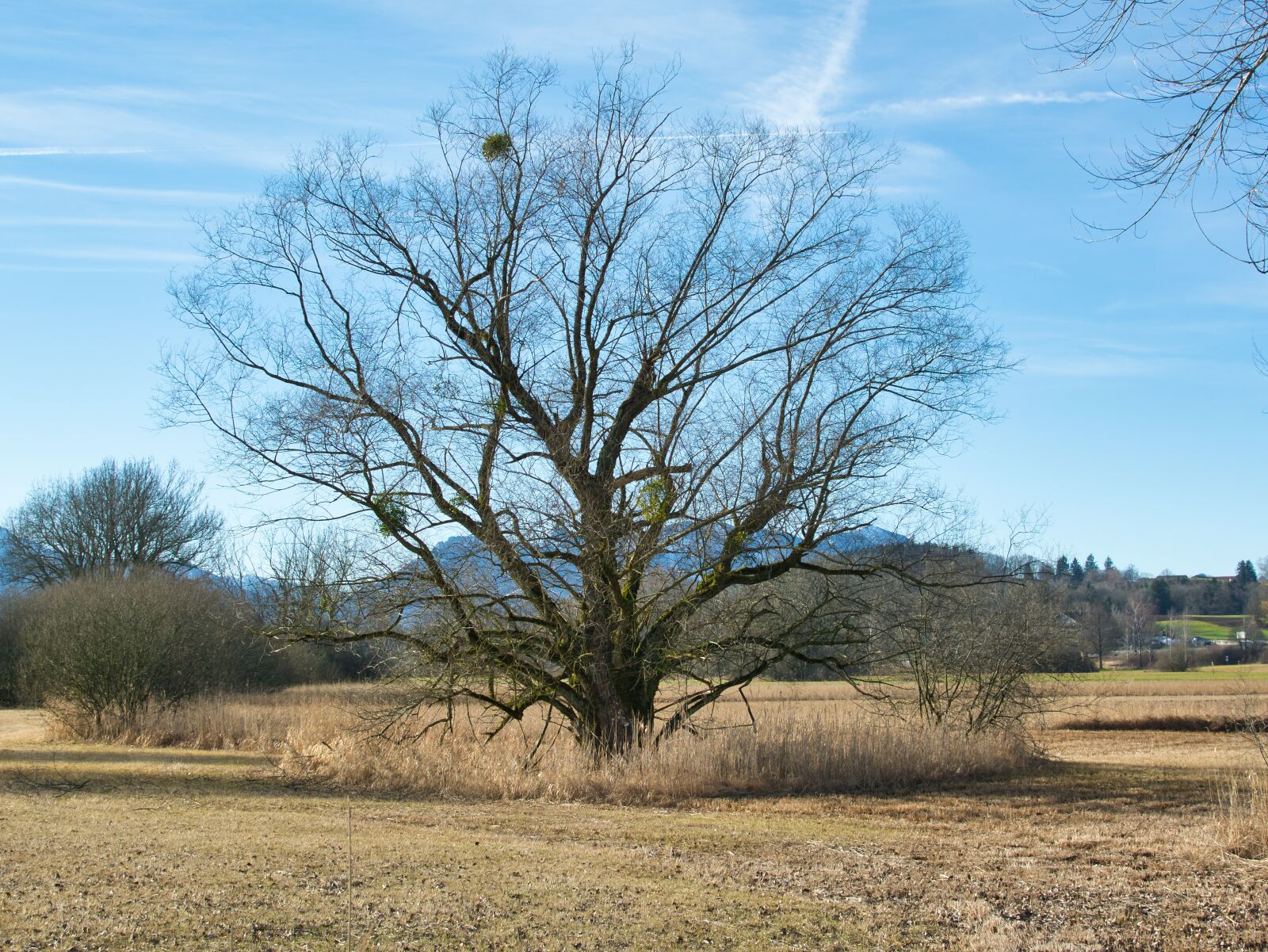 Nikon D7100 sample photo. Trees, kahl, autumn photography