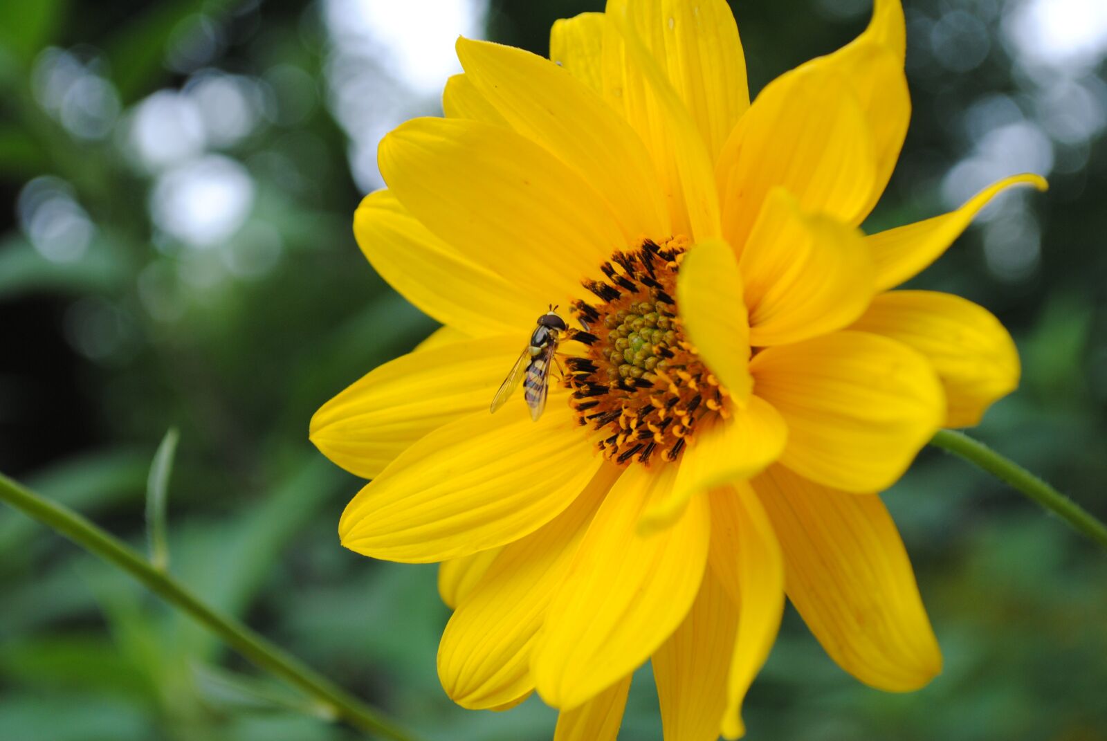 Nikon D3000 sample photo. Bee, nectar, flower photography